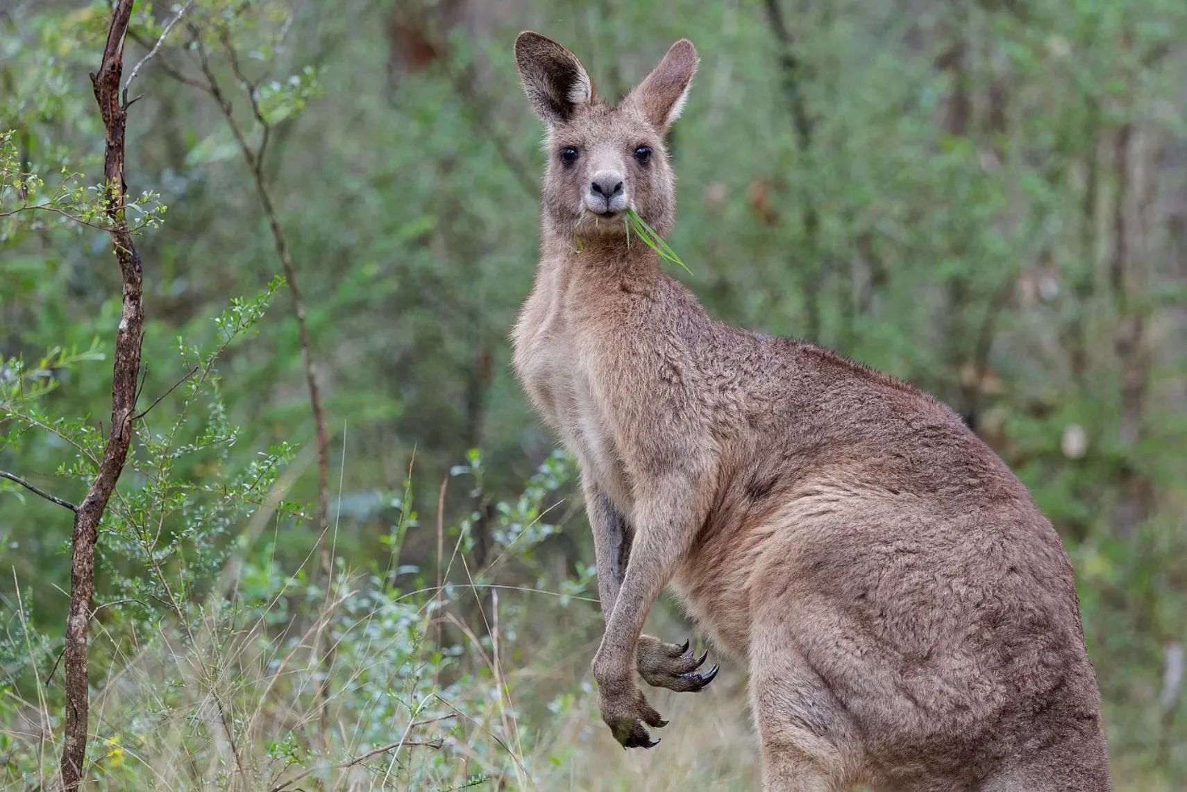 The Chocolate Moose MT | Will I See Kangaroos or Other Wildlife on a Day Trip to the Blue Mountains? 1 Day Blue Mountains Tour