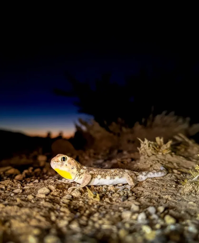 Barking Gecko