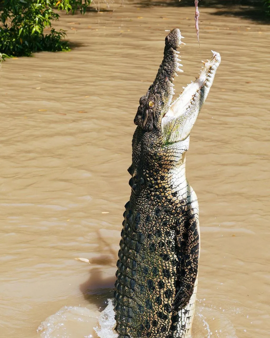 The Chocolate Moose MT | Are There Local Tips on the Best Time to Photograph Croc Jumps on a Jumping Crocodile Cruise? Best Spot on the Boat for Croc Shots