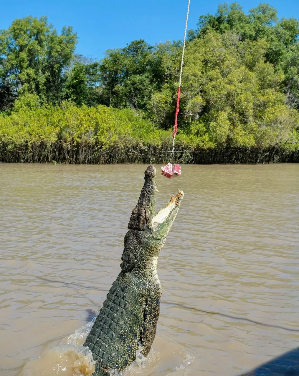 The Chocolate Moose MT | Are There Local Tips on the Best Time to Photograph Croc Jumps on a Jumping Crocodile Cruise? Best Time for Croc Photos