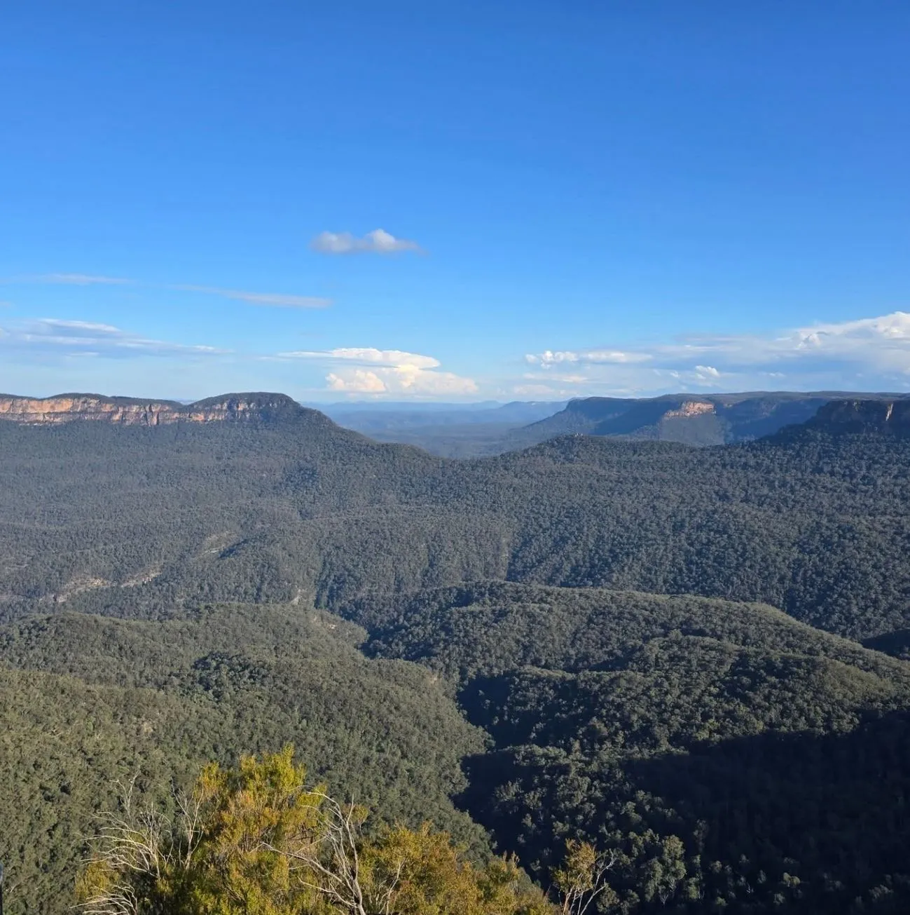 The Chocolate Moose MT | 10 Common Mistakes First-Time Visitors Make in the Blue Mountains Blue Mountains Tours