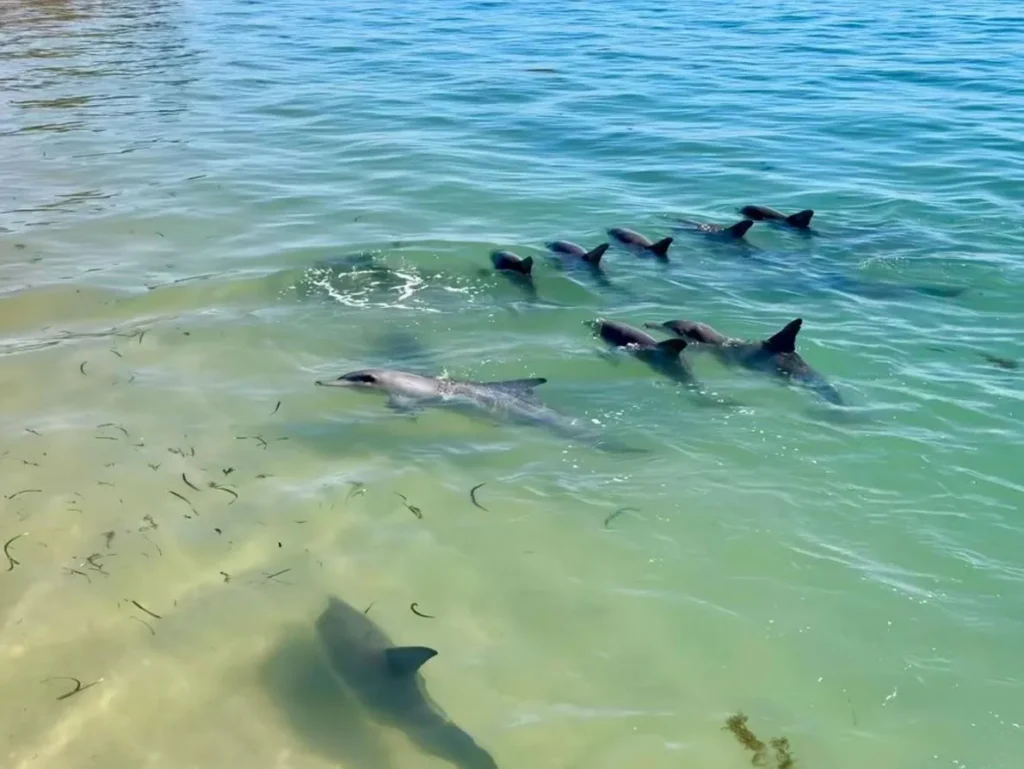 Dolphin Feeding