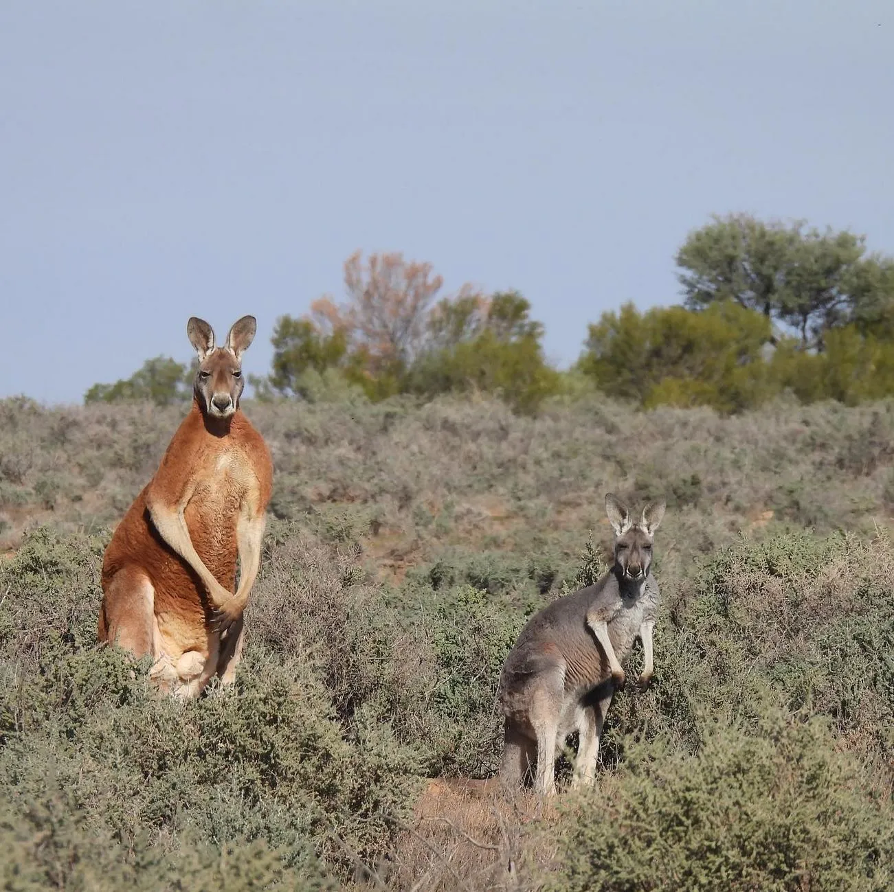 The Chocolate Moose MT | Will I See Kangaroos or Other Wildlife on a Day Trip to the Blue Mountains? Guided Tours vs DIY