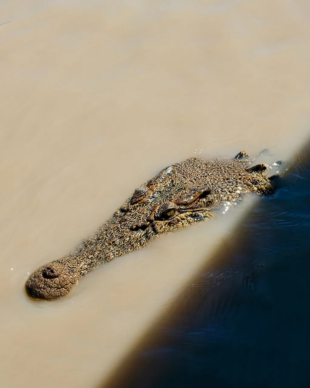 The Chocolate Moose MT | Are There Local Tips on the Best Time to Photograph Croc Jumps on a Jumping Crocodile Cruise? Jumping Crocodile Cruise from Darwin
