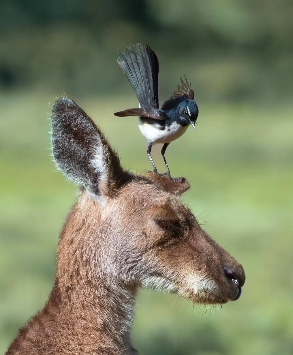 The Chocolate Moose MT | Will I See Kangaroos or Other Wildlife on a Day Trip to the Blue Mountains? Local Secrets for the Hotspots