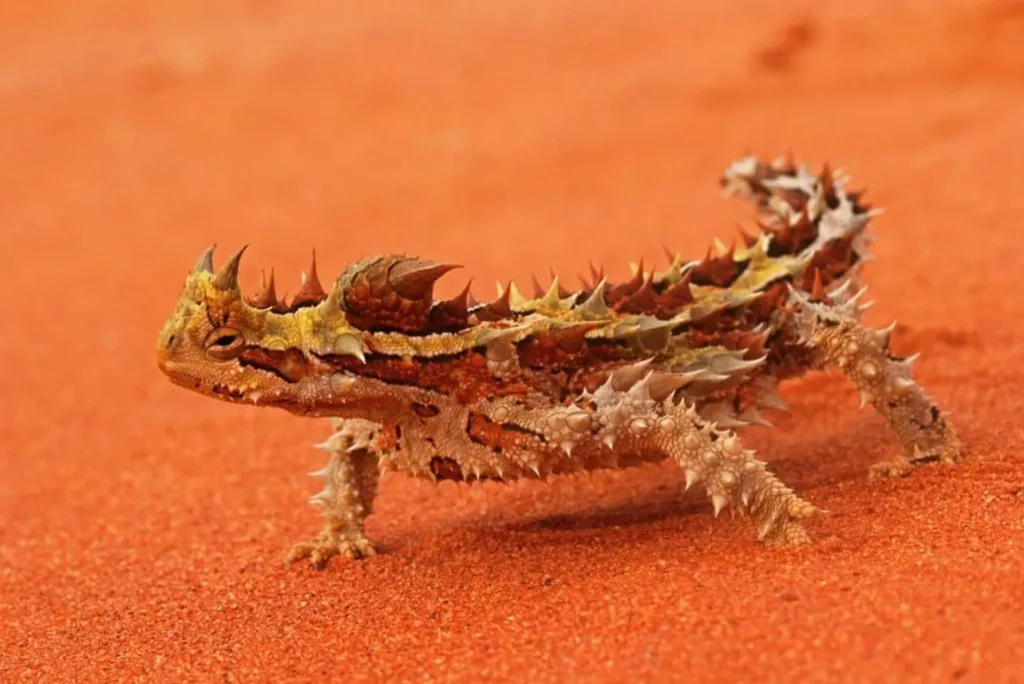 Moloch horridus