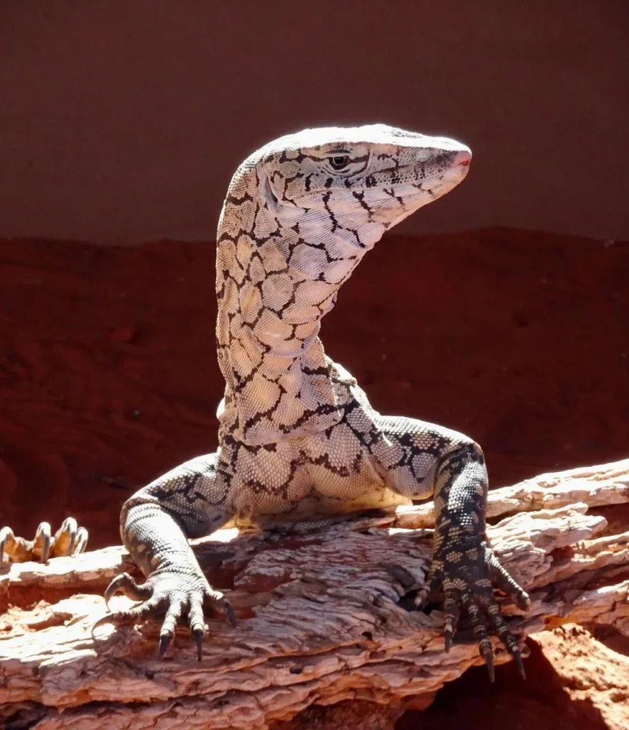 Perentie