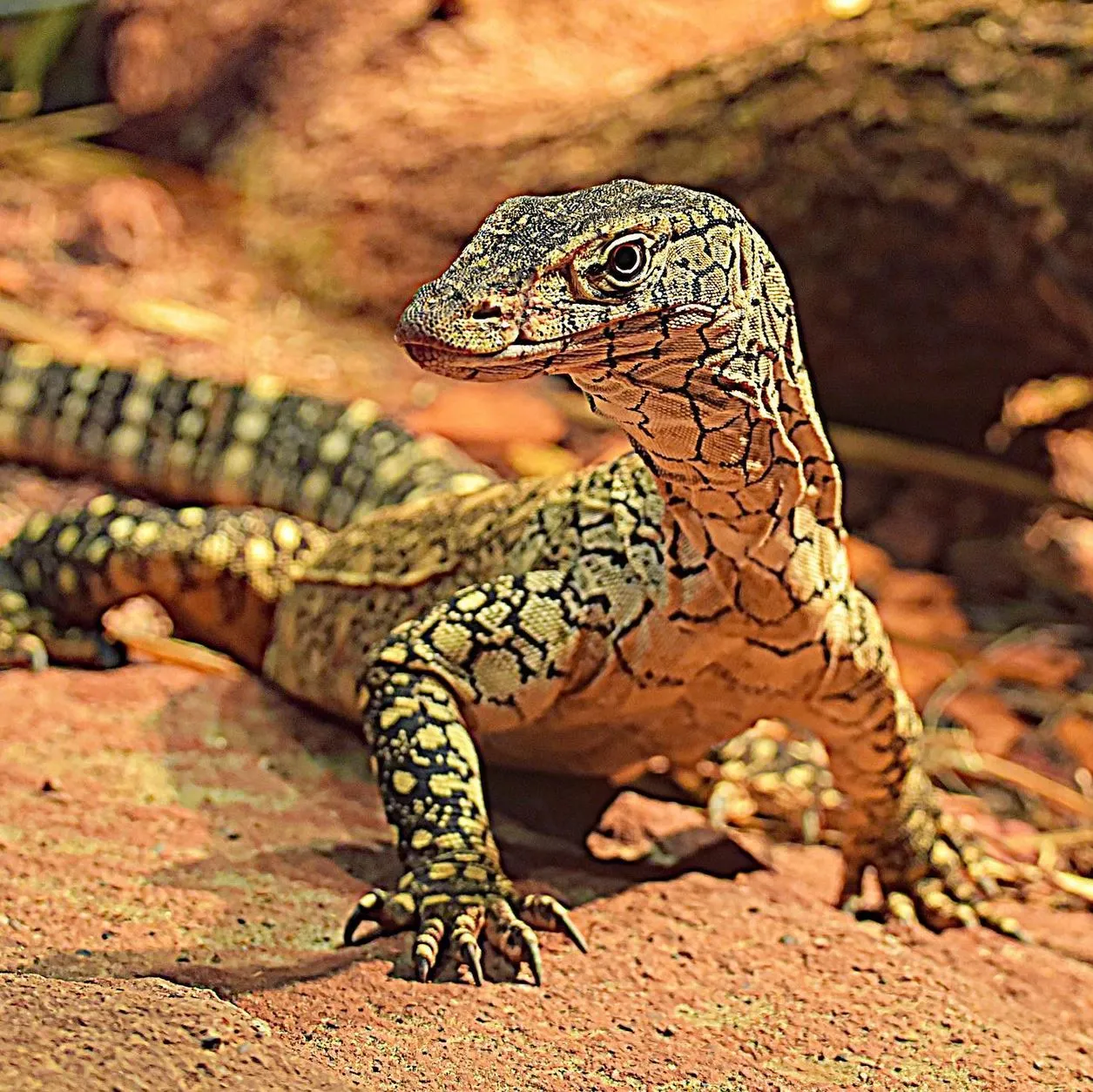 Red Desert Reptiles: Discover Australia’s Fascinating Reptile World