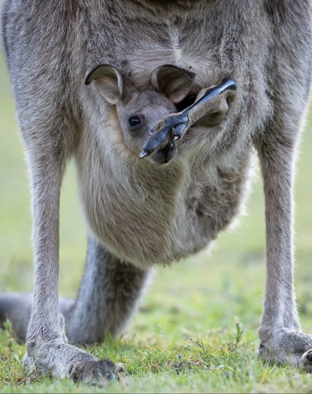 The Chocolate Moose MT | Will I See Kangaroos or Other Wildlife on a Day Trip to the Blue Mountains? Staying Respectful and Safe Around Wildlife