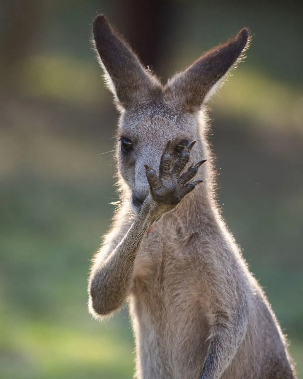 The Chocolate Moose MT | Will I See Kangaroos or Other Wildlife on a Day Trip to the Blue Mountains? The Best Times of Year to Visit for Wildlife Activity