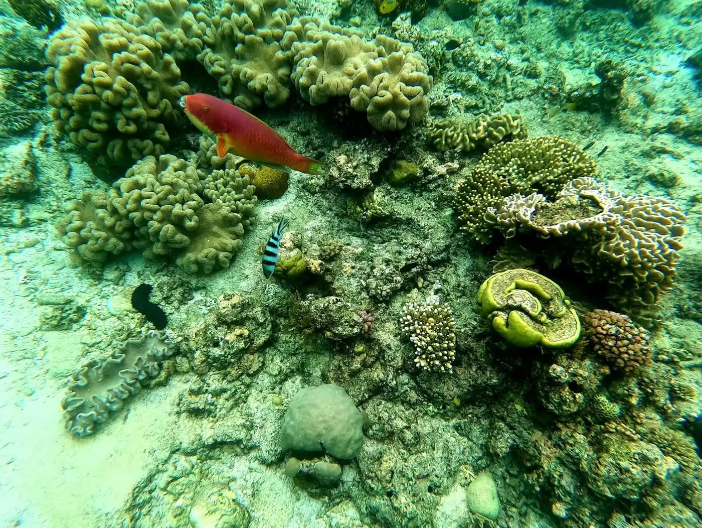 What Changes When You Sleep on the Reef