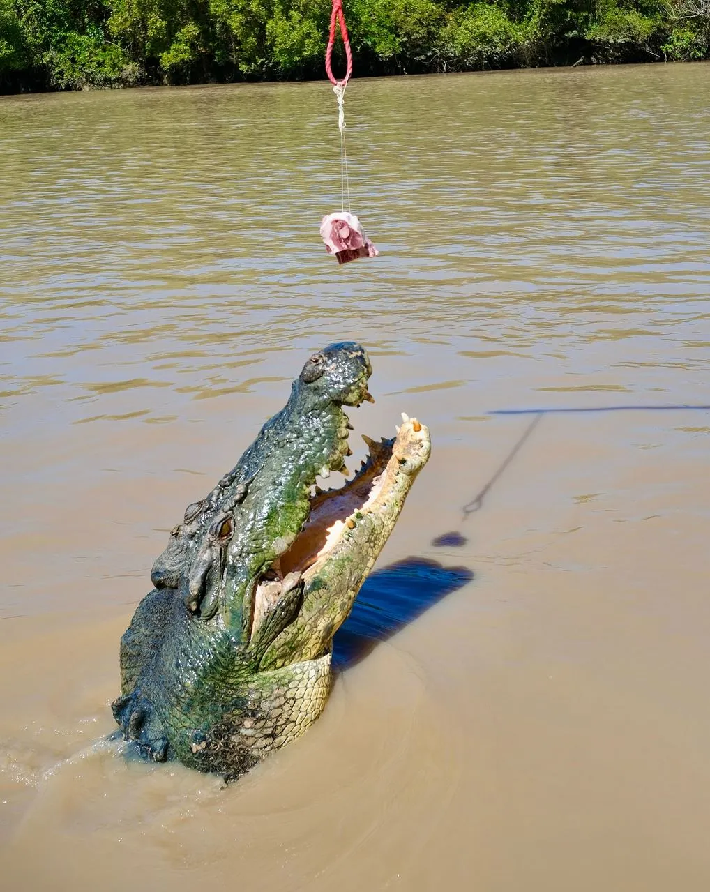 The Chocolate Moose MT | Are There Local Tips on the Best Time to Photograph Croc Jumps on a Jumping Crocodile Cruise? Why Crocs Leap, Get Better Shots