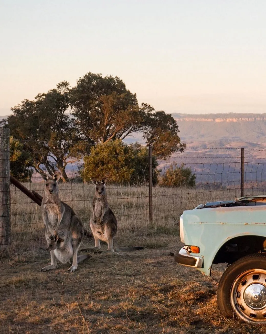 Will I See Kangaroos or Other Wildlife on a Day Trip to the Blue Mountains?