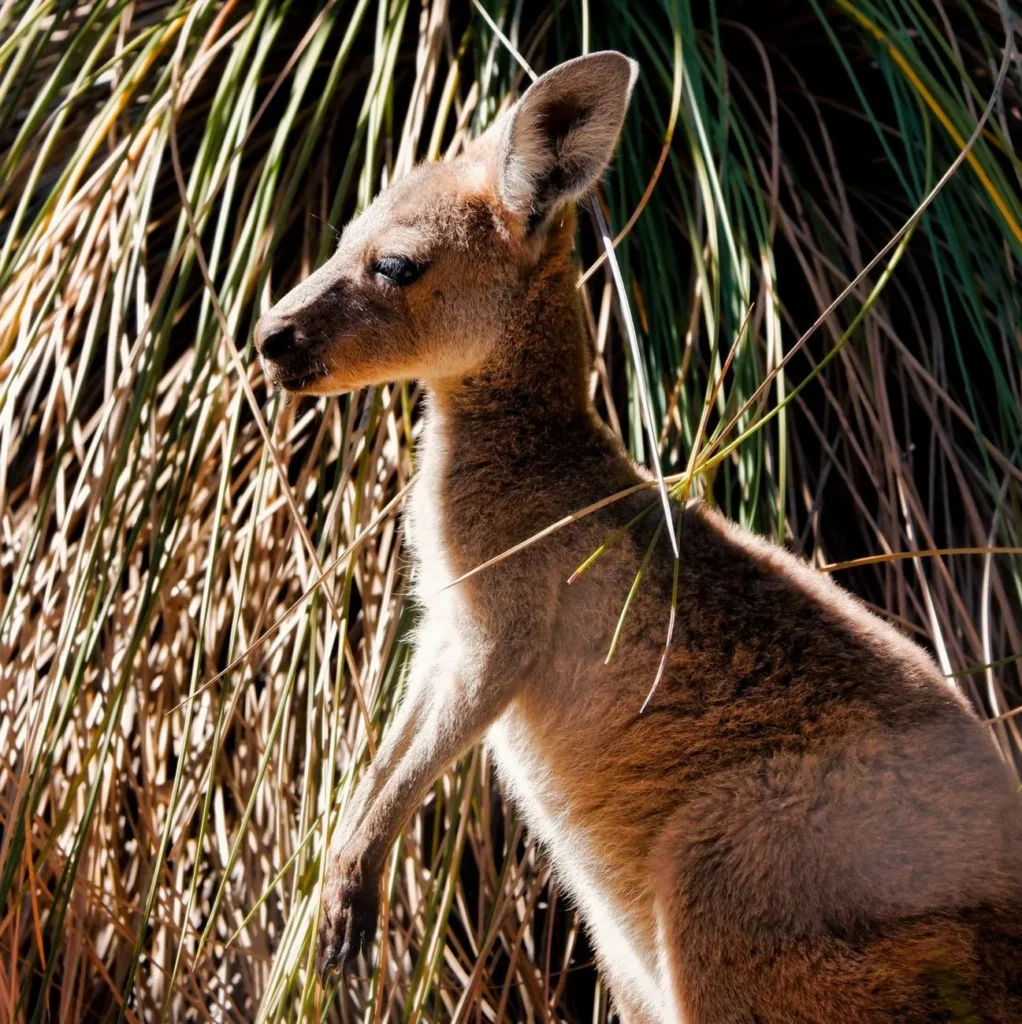 Yanchep National Park