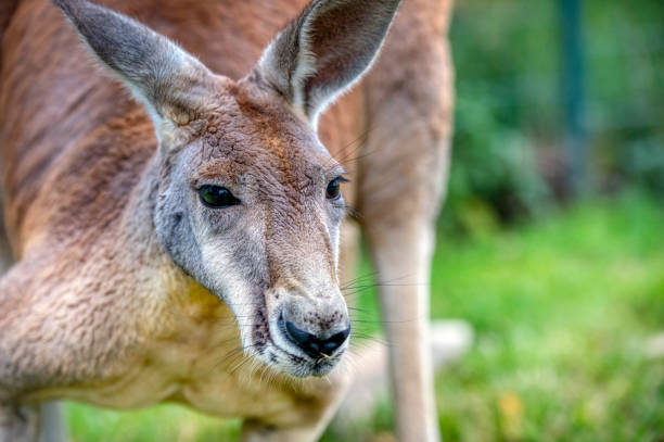 Visit Cleland Wildlife Park from Adelaide: Transport Guide & Scenic Routes